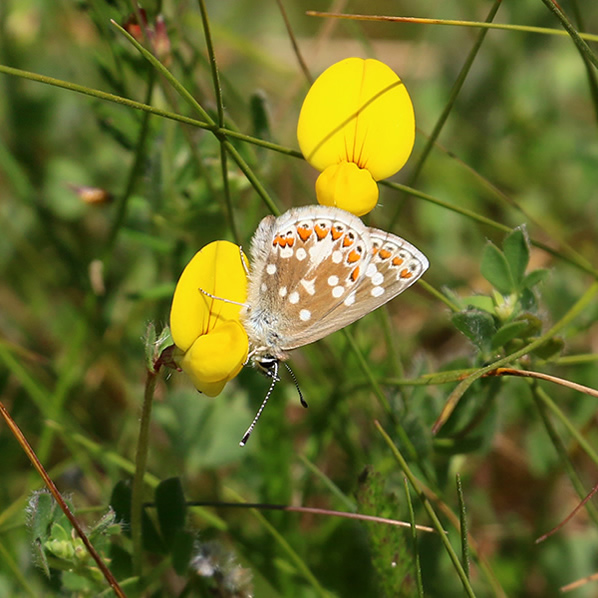 Northern Brown Argus - Vals bruin blauwtje